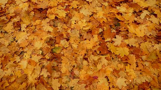 秋天的天然枫叶秋天在森林或公园里散步视频的预览图