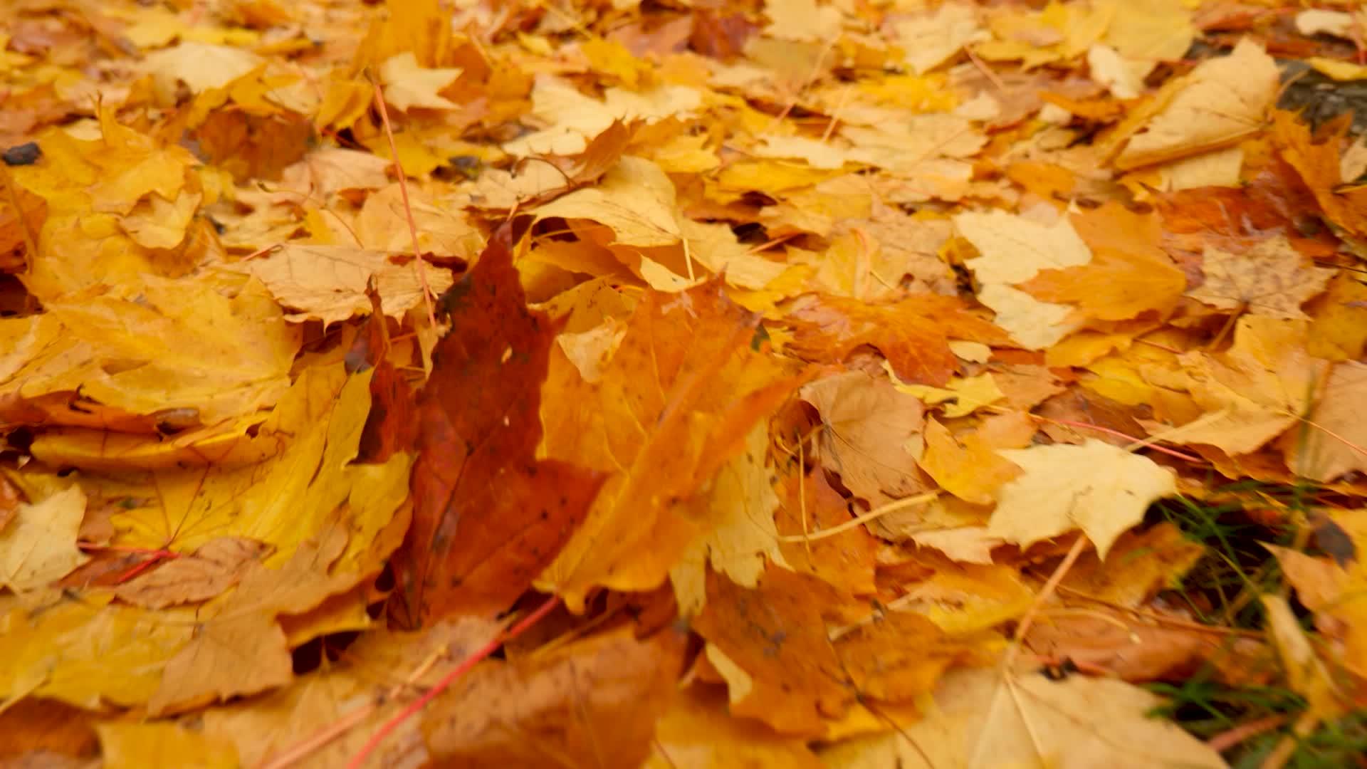 地上的橙色树叶在秋天在森林或公园里散步枫树落叶秋季调色板视频的预览图