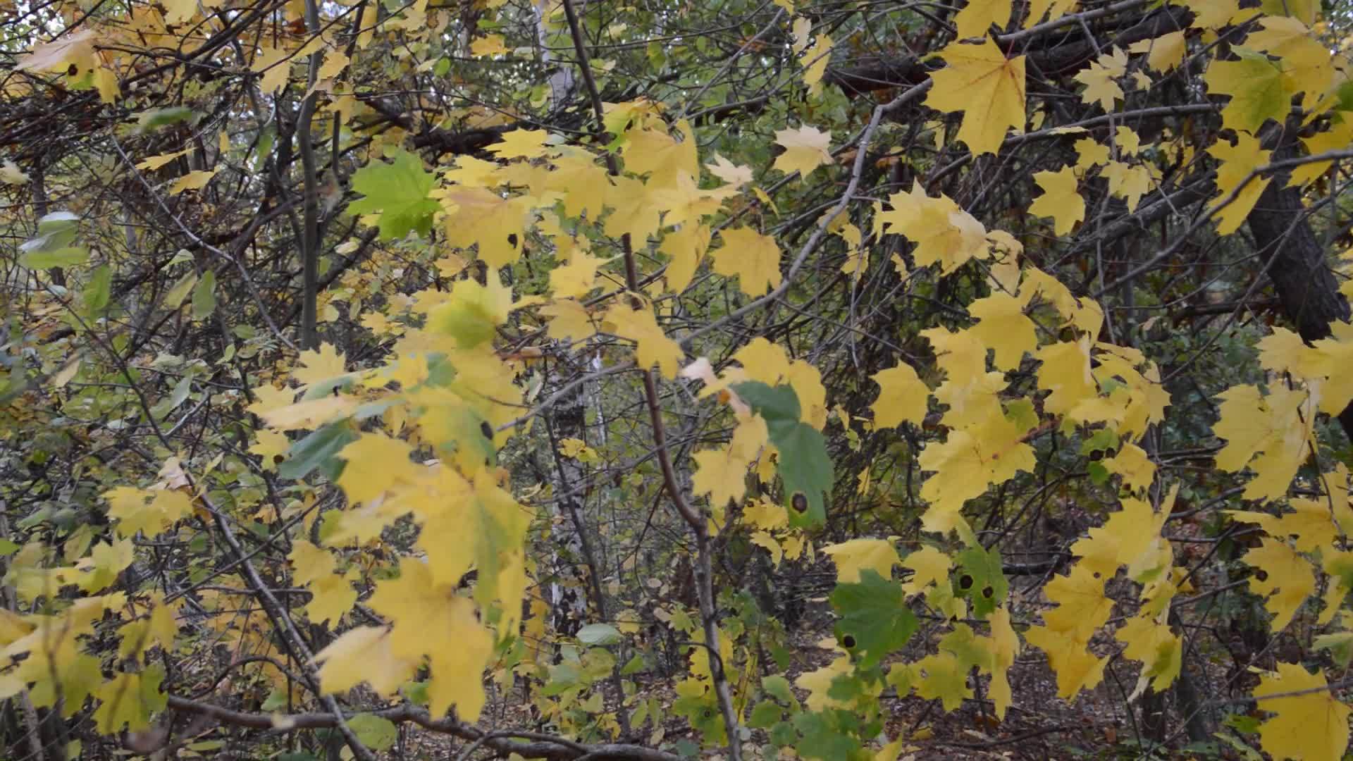 秋季公园黄叶背景背景视频的预览图