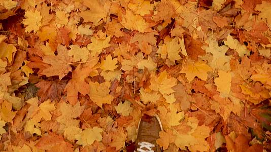 走在秋天公园森林的顶部男人的腿踩在落下的黄色枫叶上视频的预览图