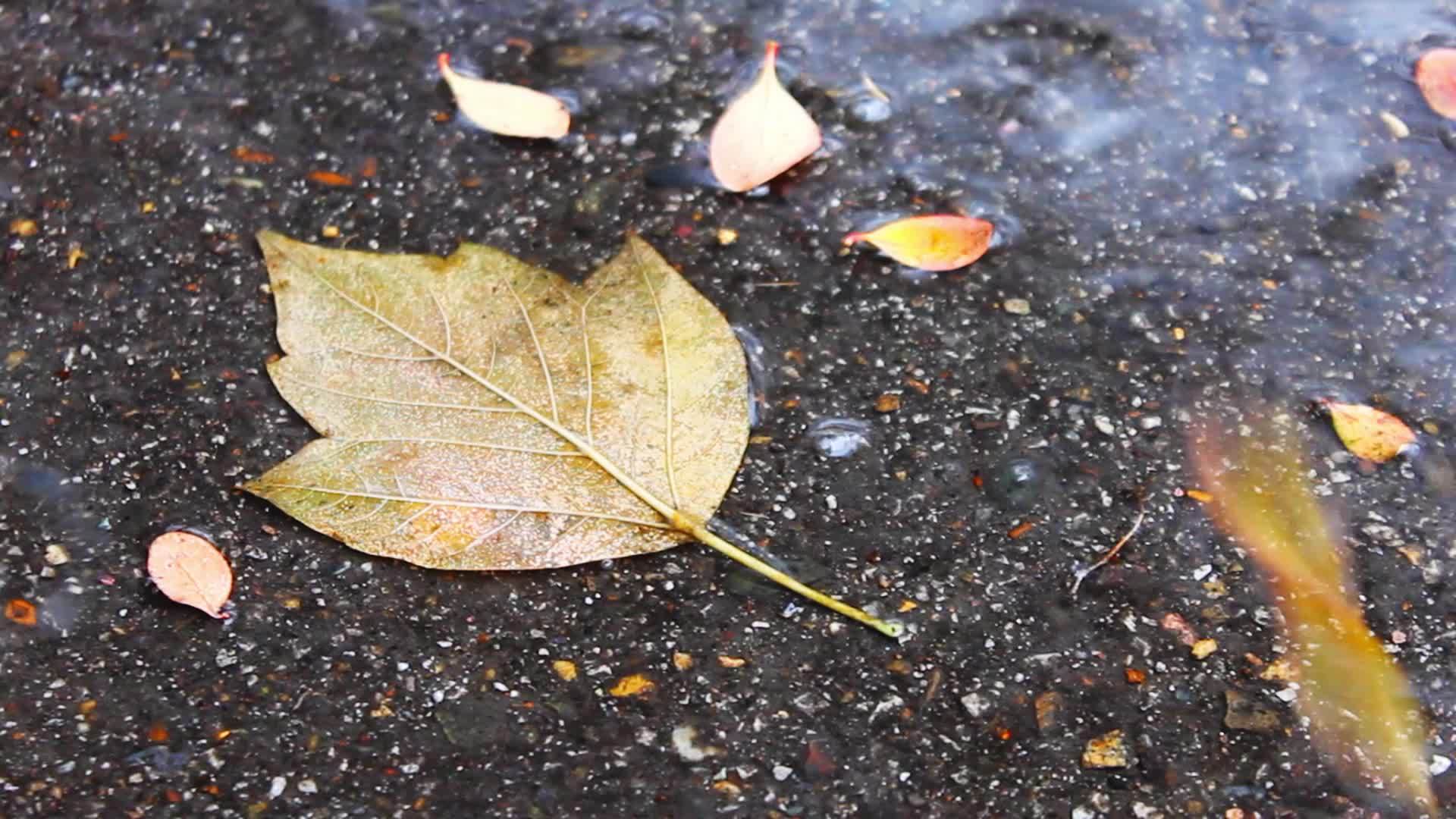 秋叶在雨中铺在人行道上的水坑里视频的预览图