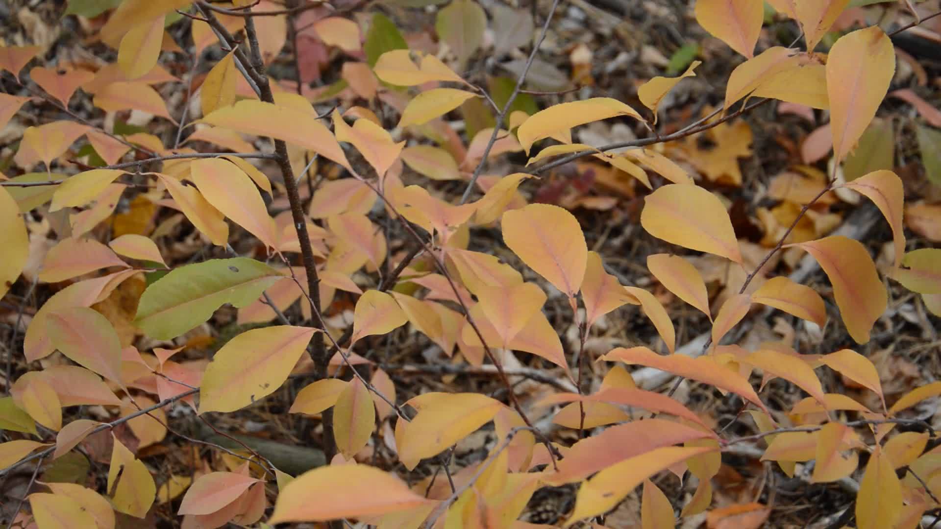 秋季公园黄叶背景背景视频的预览图