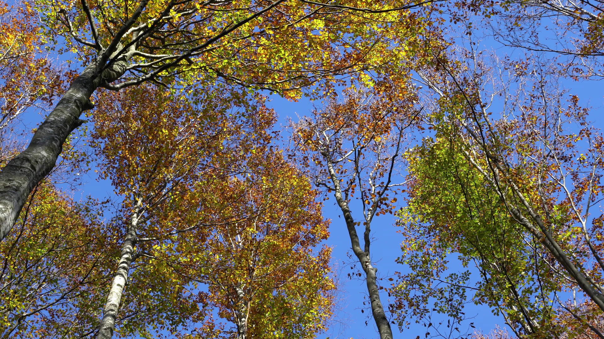 秋季的颜色视频的预览图