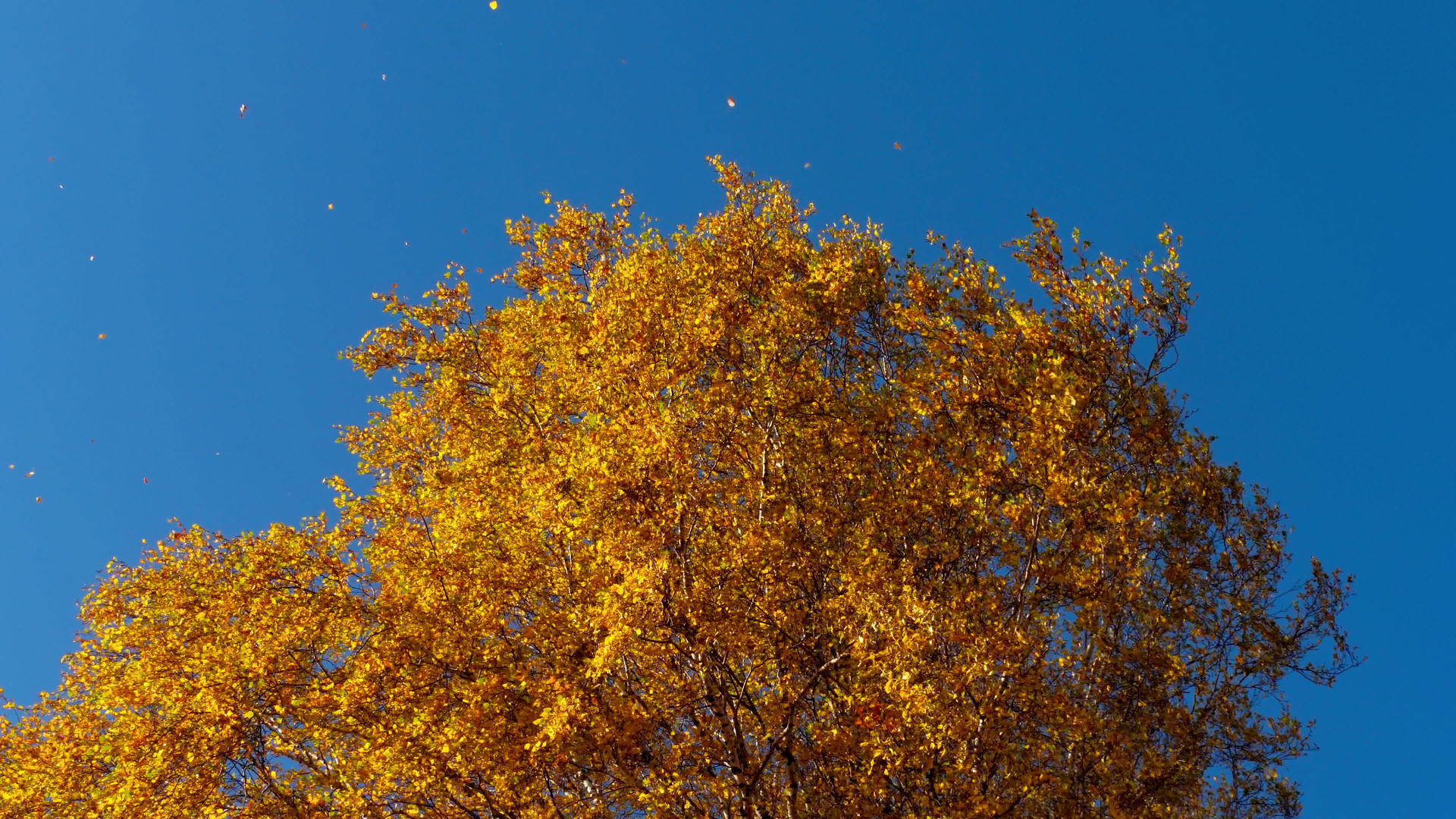 秋天的树上有黄色的叶子视频的预览图
