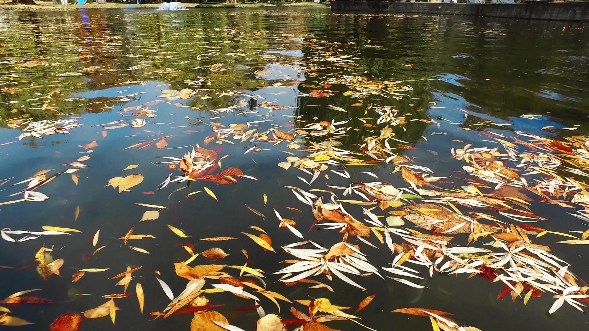 秋叶在公园池塘水面上的自然背景视频的预览图
