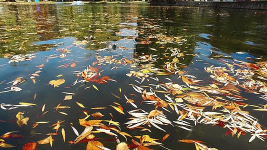 秋叶在公园池塘水面上的自然背景视频的预览图