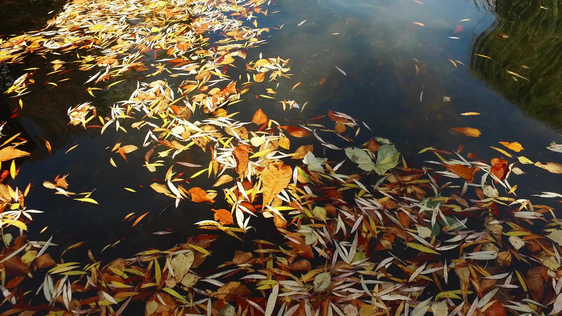 各种水叶的封闭自然季节背景视频的预览图