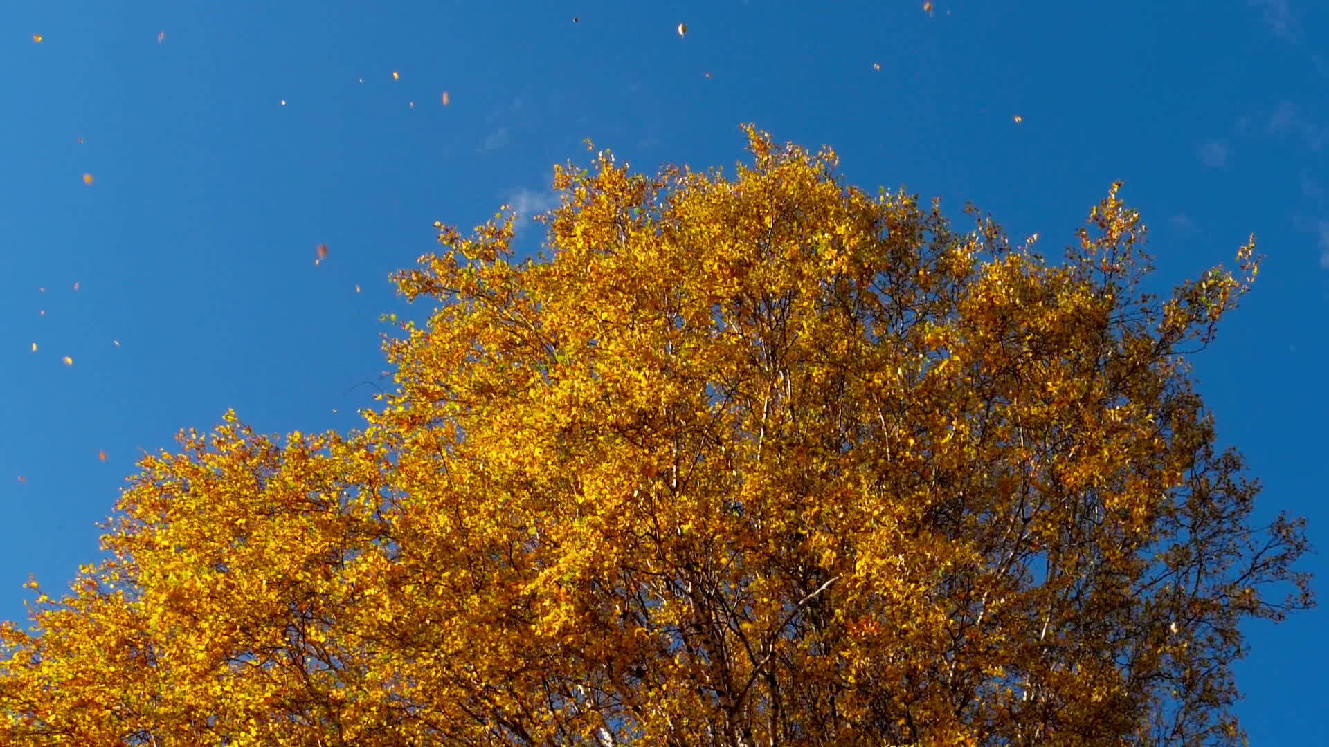 秋天的树上有黄色的叶子视频的预览图