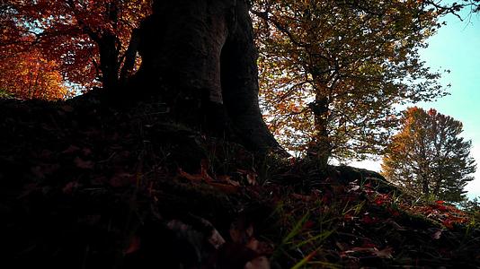 森林树背景秋天自然景观日出日落太阳耀斑视频的预览图