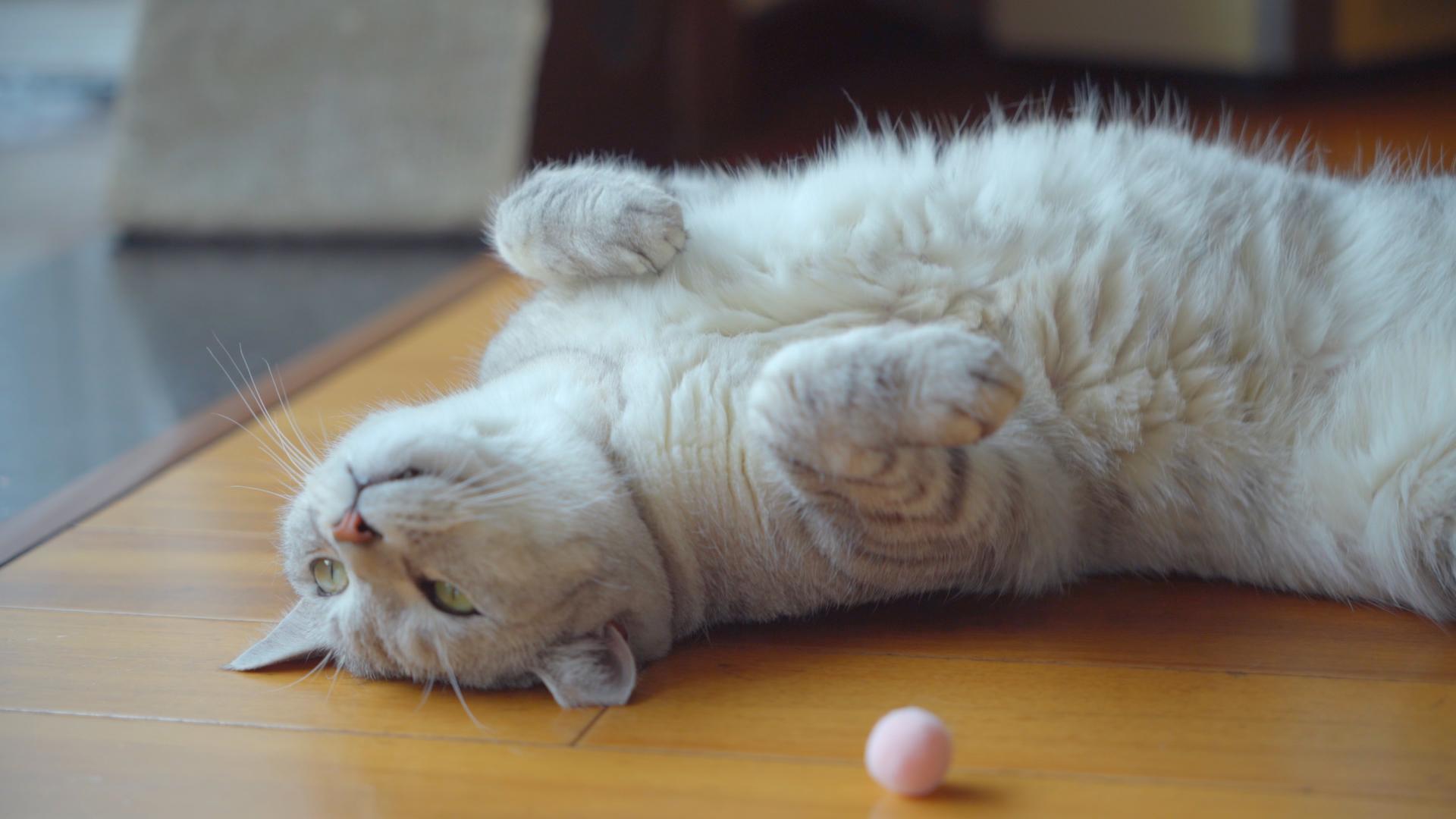卖可爱的小猫在地板上玩耍视频的预览图