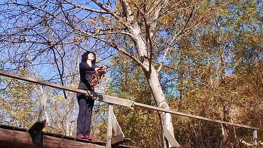 快乐的女人慢慢地把树叶从木桥上扔下来视频的预览图