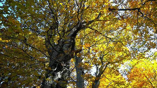美丽的秋天森林阳光明媚阳光稳定视频的预览图