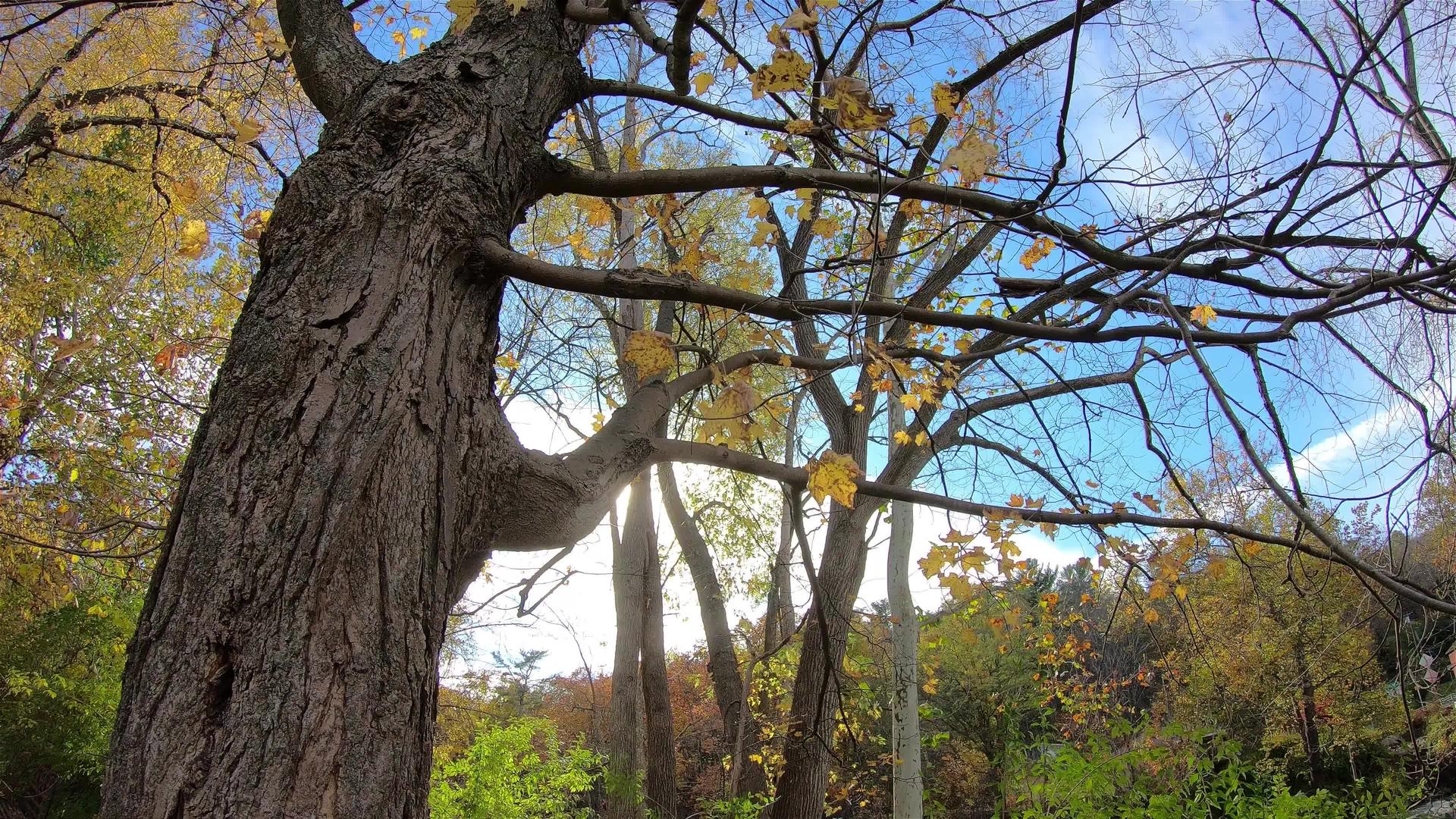 秋树的浅色时间折叠视频的预览图