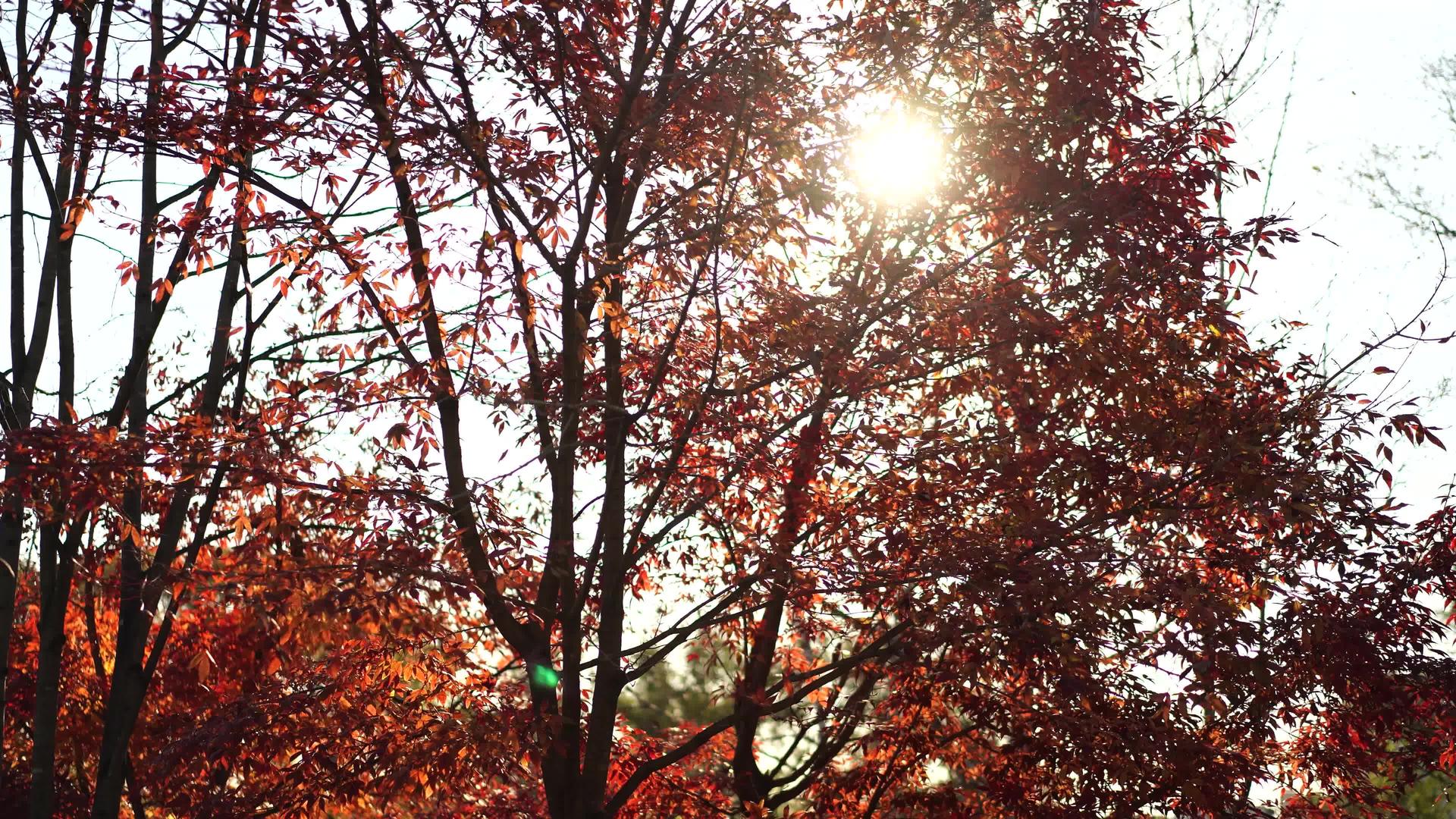 红叶背景模糊bokeh秋天季节视频的预览图