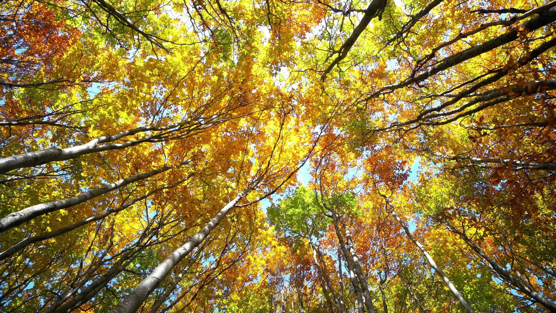秋天扫树顶叶的镜头视频的预览图