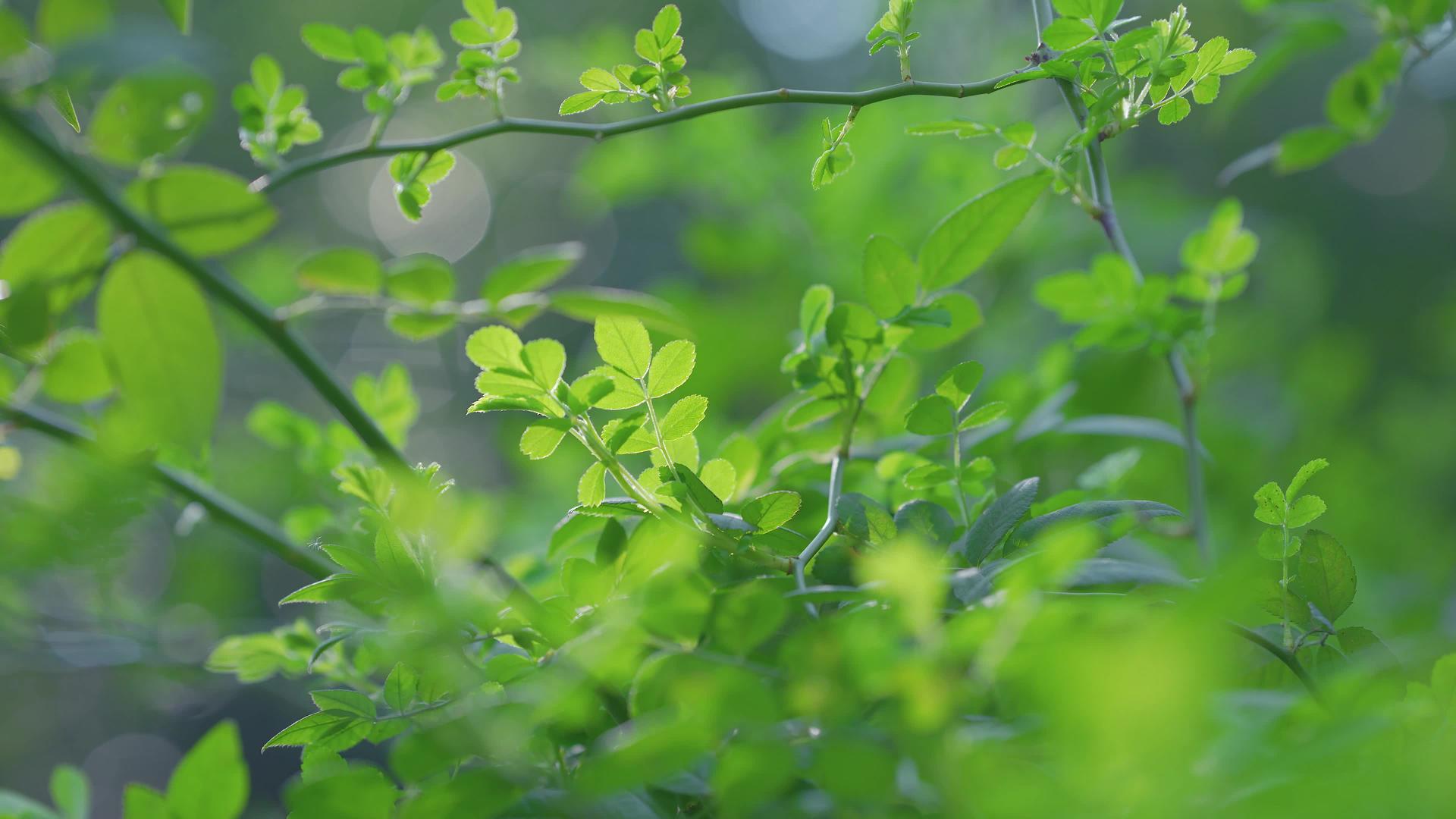 美丽的春日阳光照射绿色植物空镜头视频的预览图