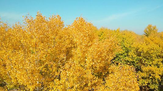在阳光明媚的日子里树顶上有黄叶视频的预览图