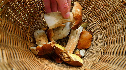顶部的针是用手把蘑菇放进柳叶篮里视频的预览图