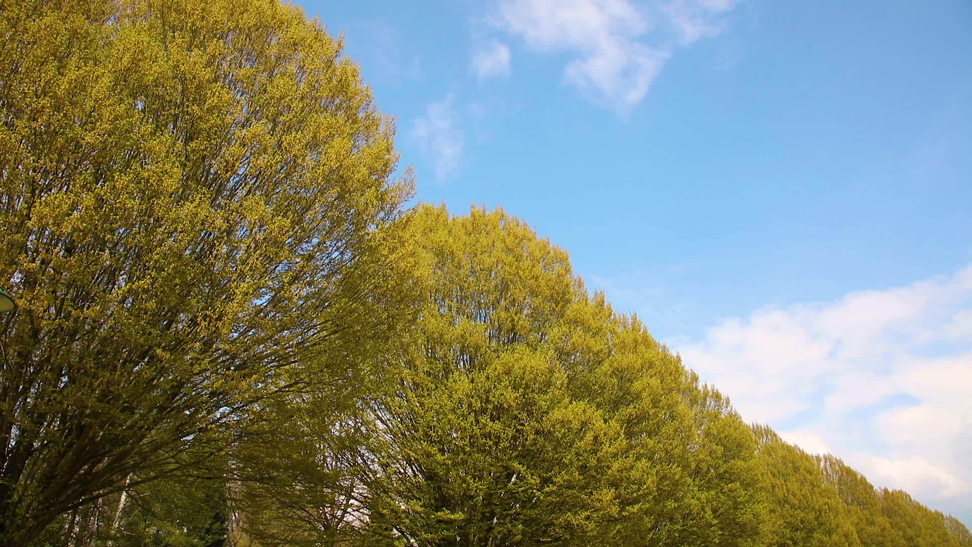 云彩和树木在风中视频的预览图