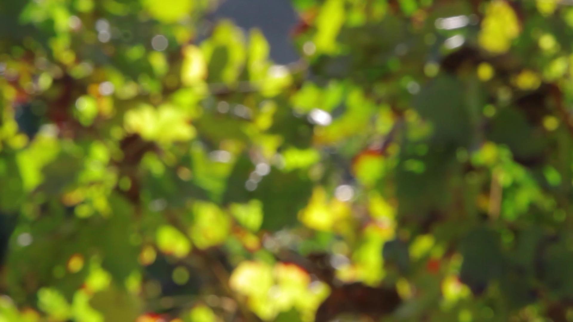 秋天的藤叶视频的预览图