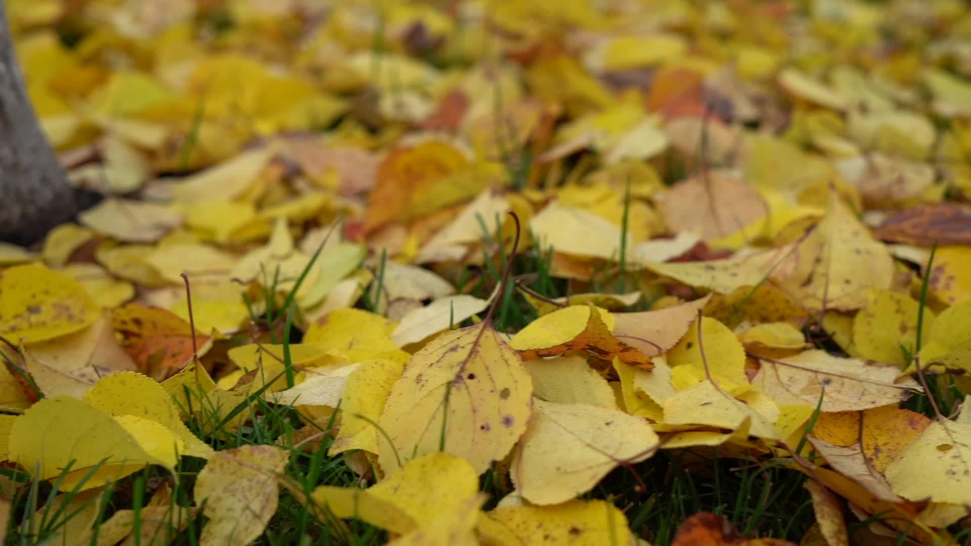 秋天秋天黄叶在草坪上慢慢移动视频的预览图