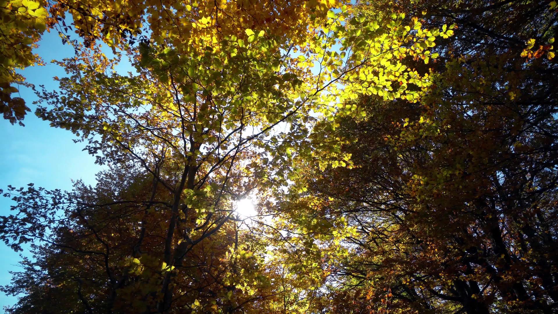 秋天的阳光照耀着森林树顶视频的预览图