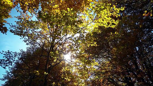秋天的阳光照耀着森林树顶视频的预览图
