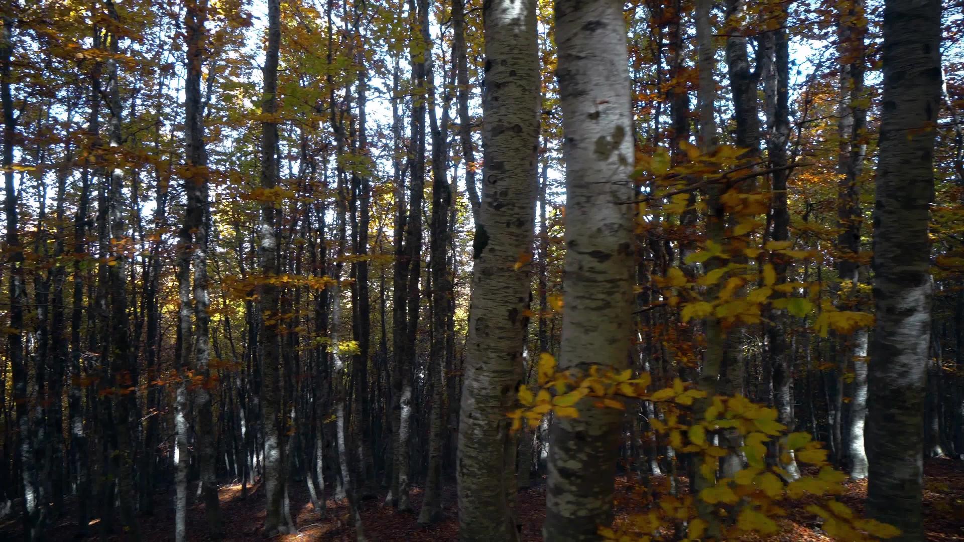 在茂密的秋绿树林中移动视频的预览图