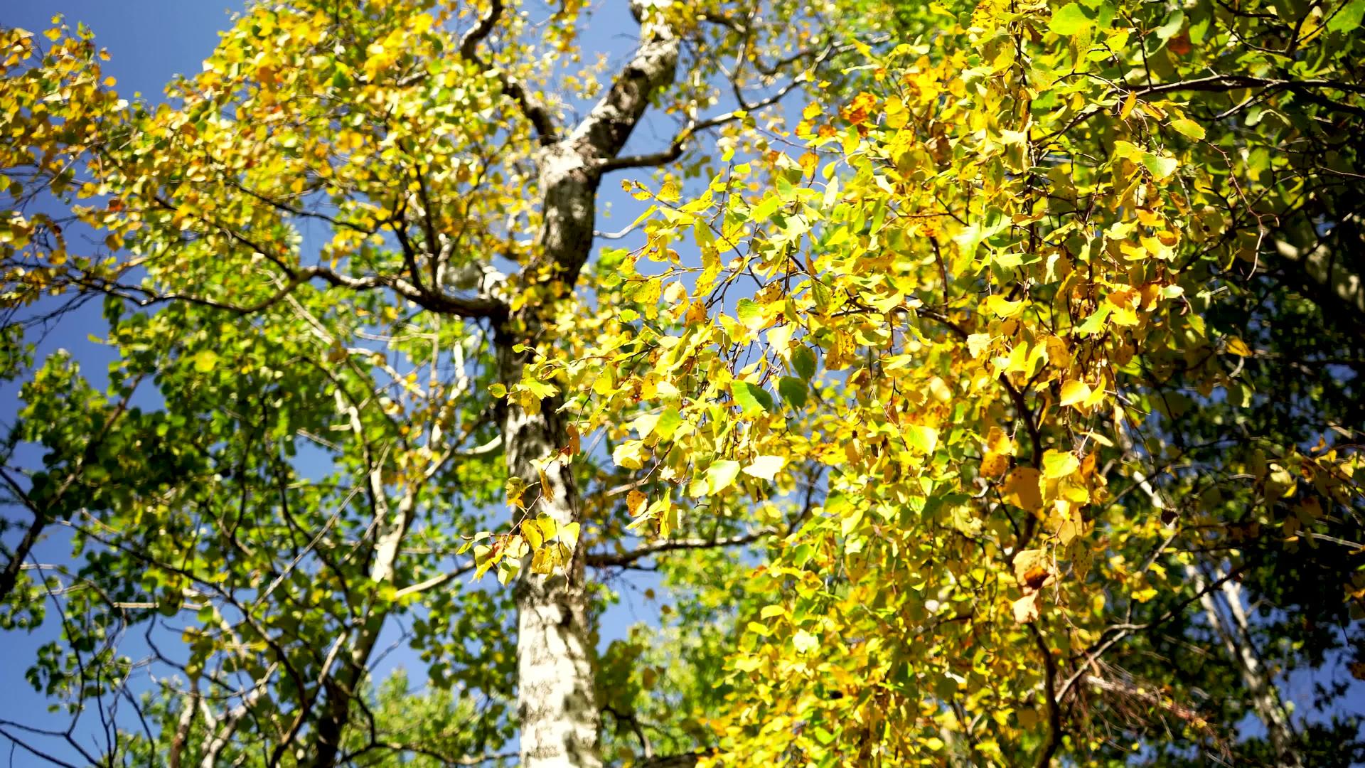 在自然背景中黄叶是白杨树的画面视频的预览图