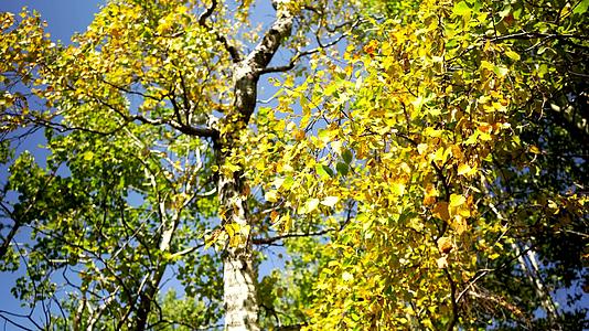 在自然背景中黄叶是白杨树的画面视频的预览图