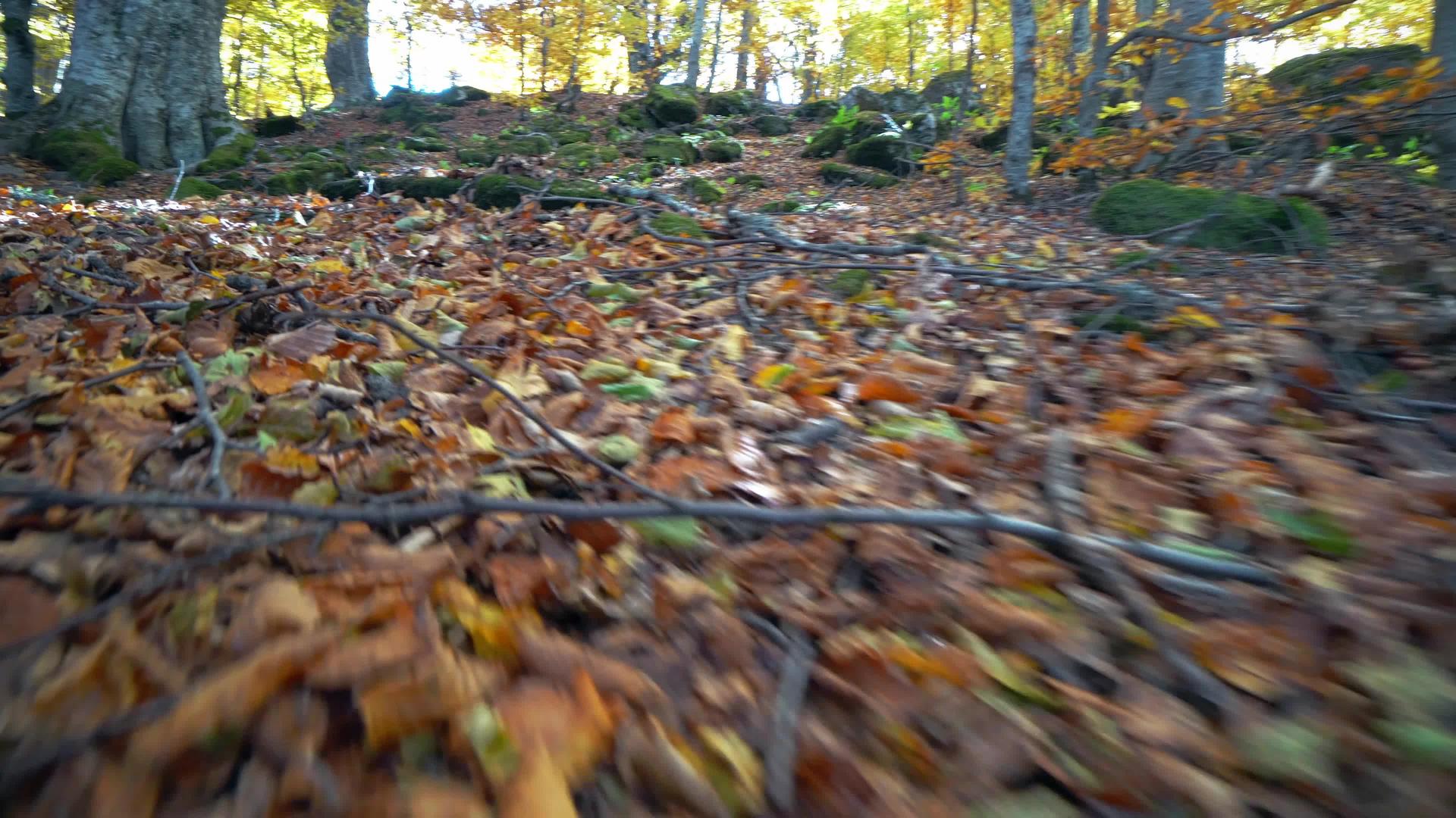 野生动物在茂密的森林中移动秋叶视频的预览图