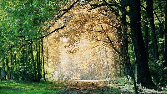 秋天在橡树公园落叶1920x1080视频的预览图