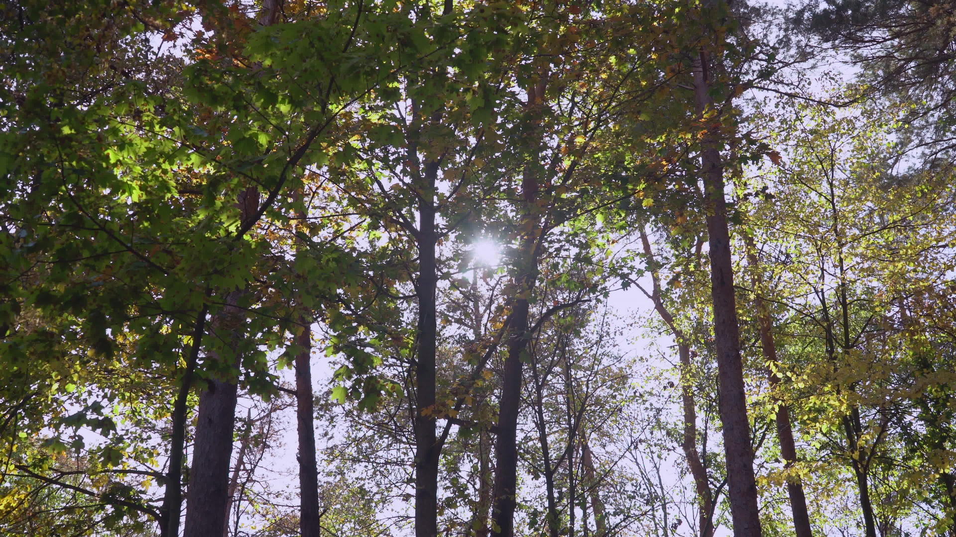 公园里五颜六色的叶子上的阳光视频的预览图