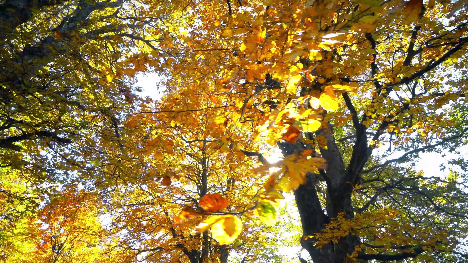秋秋树野外景观的自然背景视频的预览图