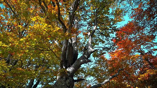 秋秋树野外景观的自然背景视频的预览图
