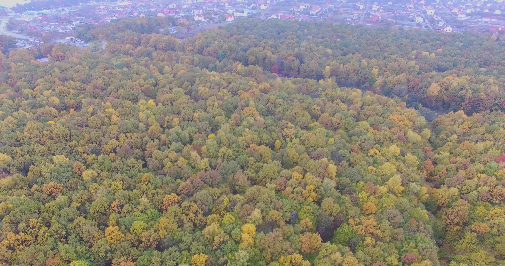 秋色森林视频的预览图