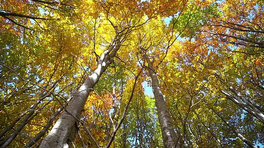 森林里五颜六色的秋树金黄的叶子美丽的季节性森林阳光明媚视频的预览图