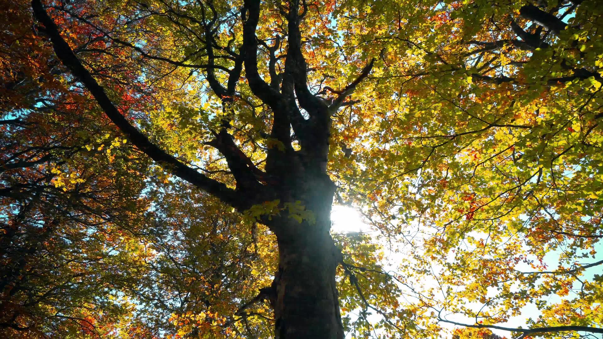 围绕秋天五颜六色的树木行走日出阳光奇妙的自然背景视频的预览图