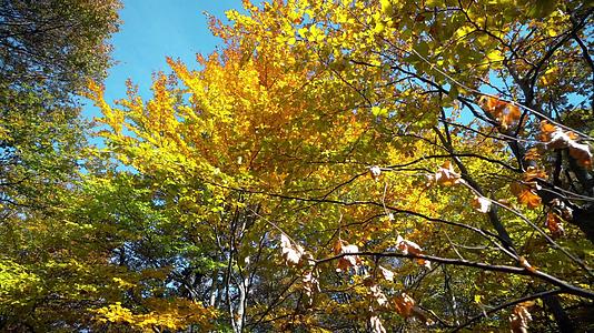 森林里五颜六色的秋树金黄的叶子美丽的季节性森林阳光明媚视频的预览图