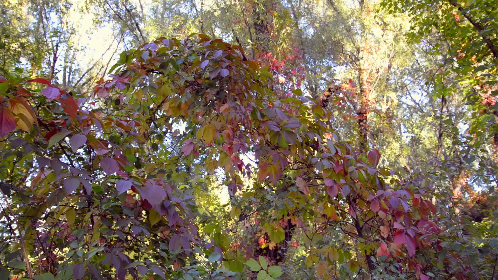 红色的处女座爬树叶视频的预览图