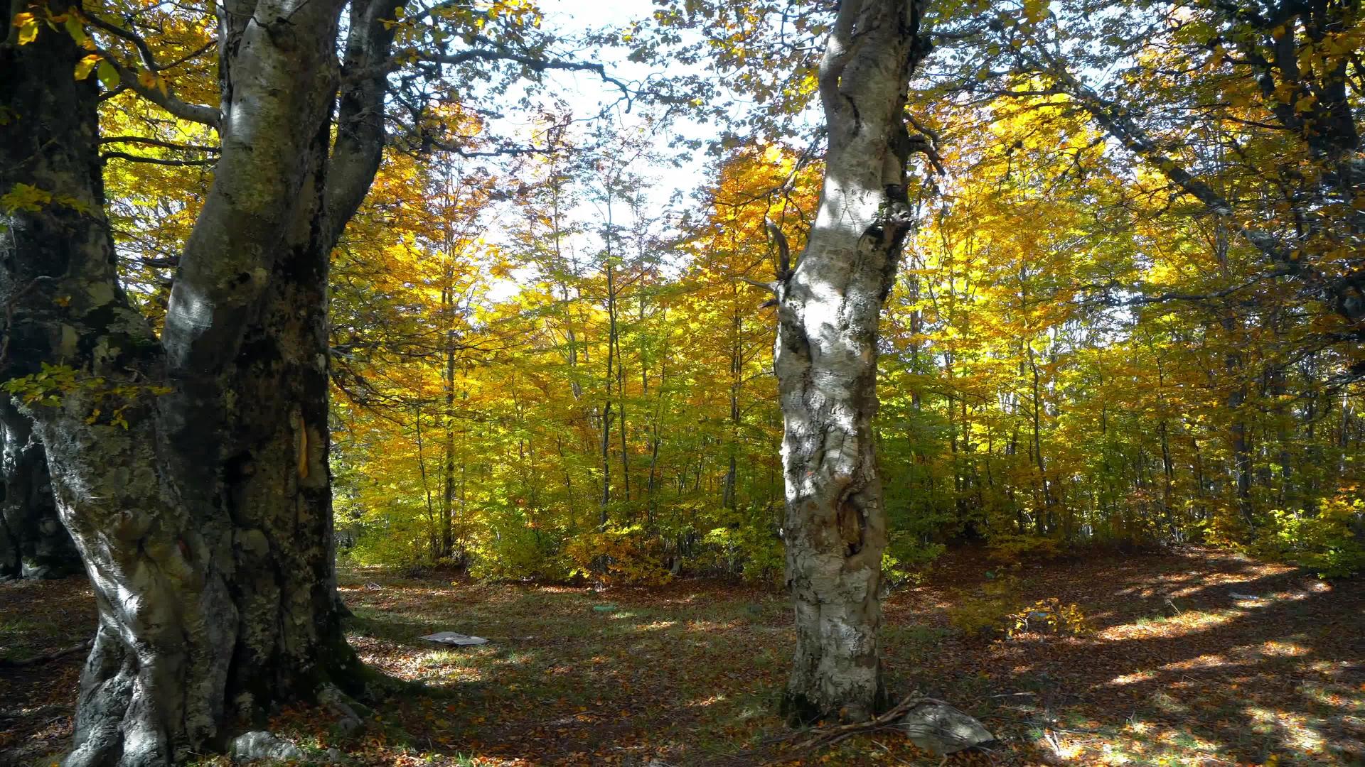 秋天穿过汽车侧窗的森林景色令人钦佩视频的预览图