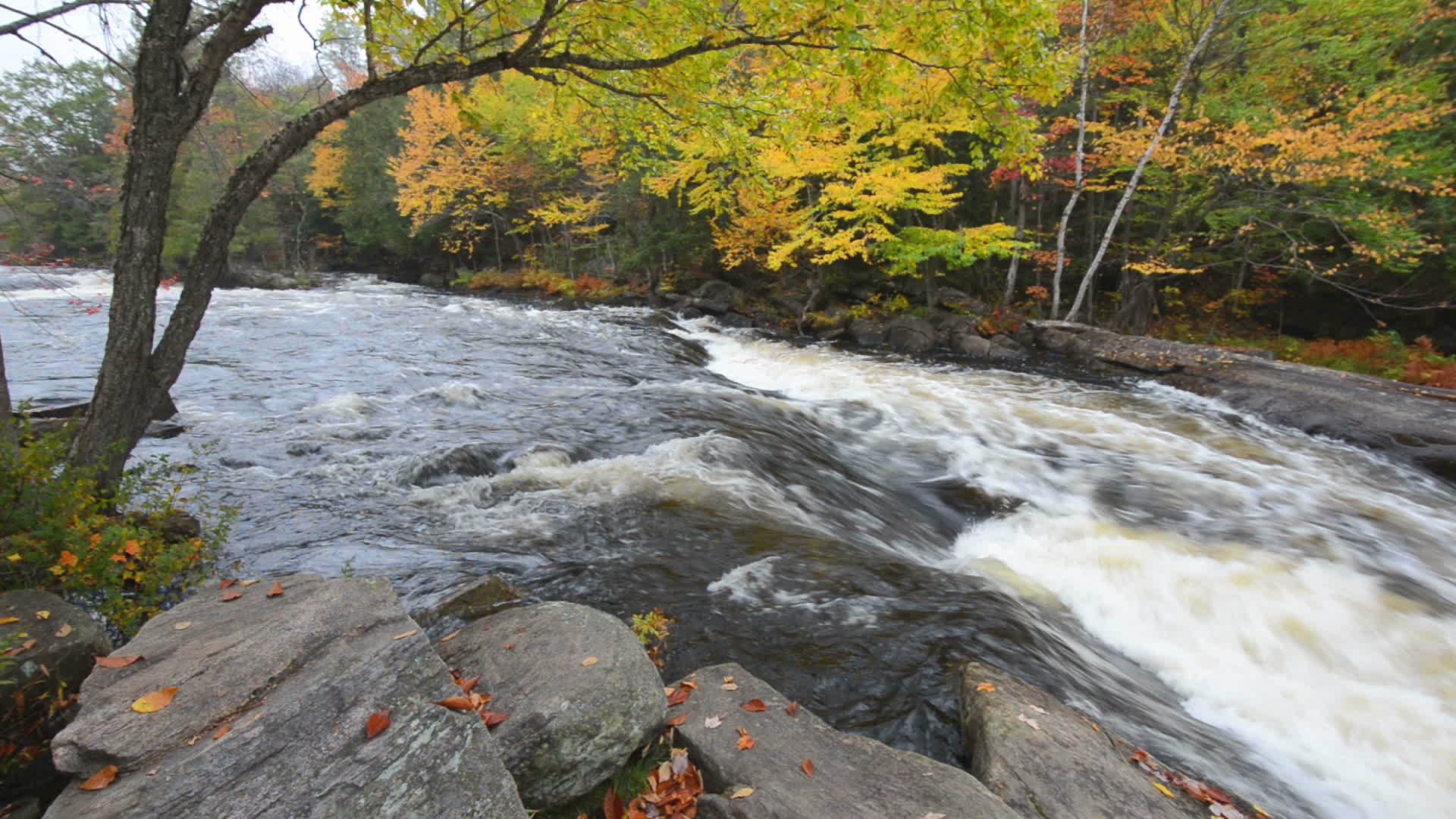 河边巨大的巨石和丰富多彩的秋林视频的预览图