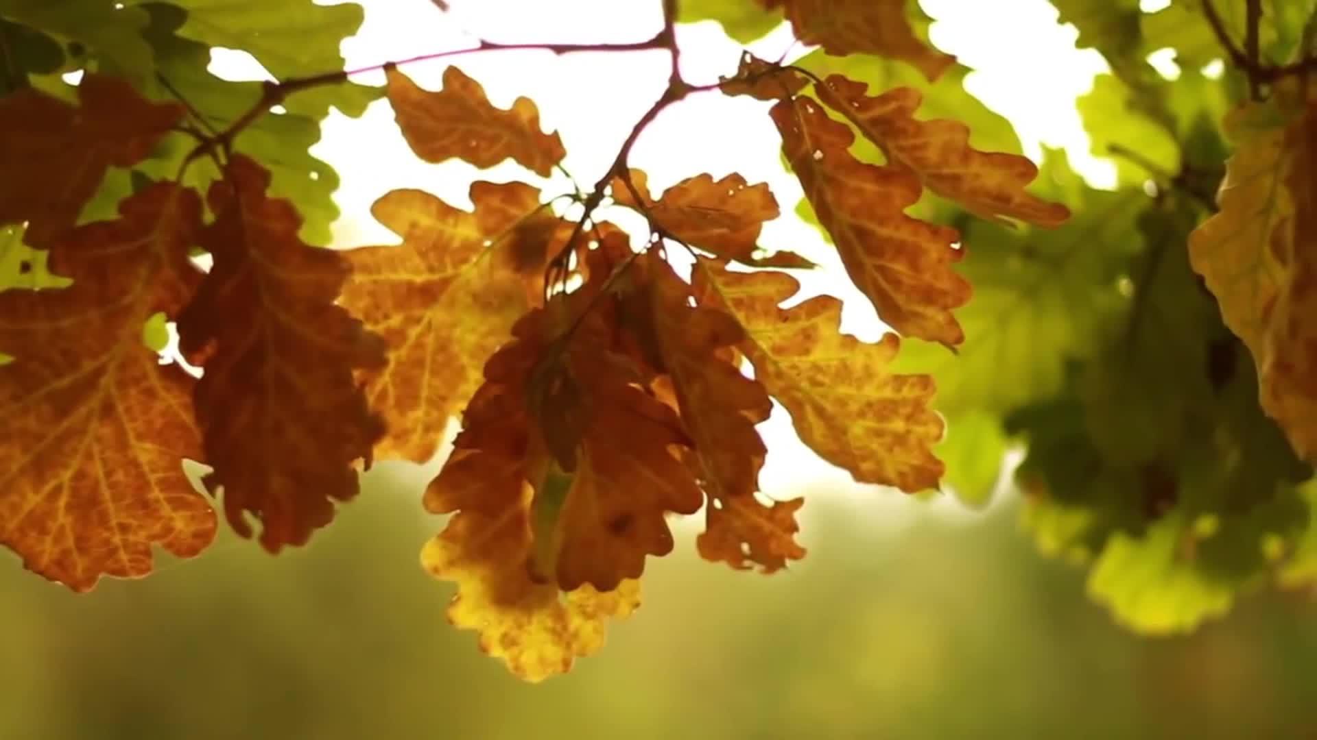 橡树叶树叶运动hd视频的预览图