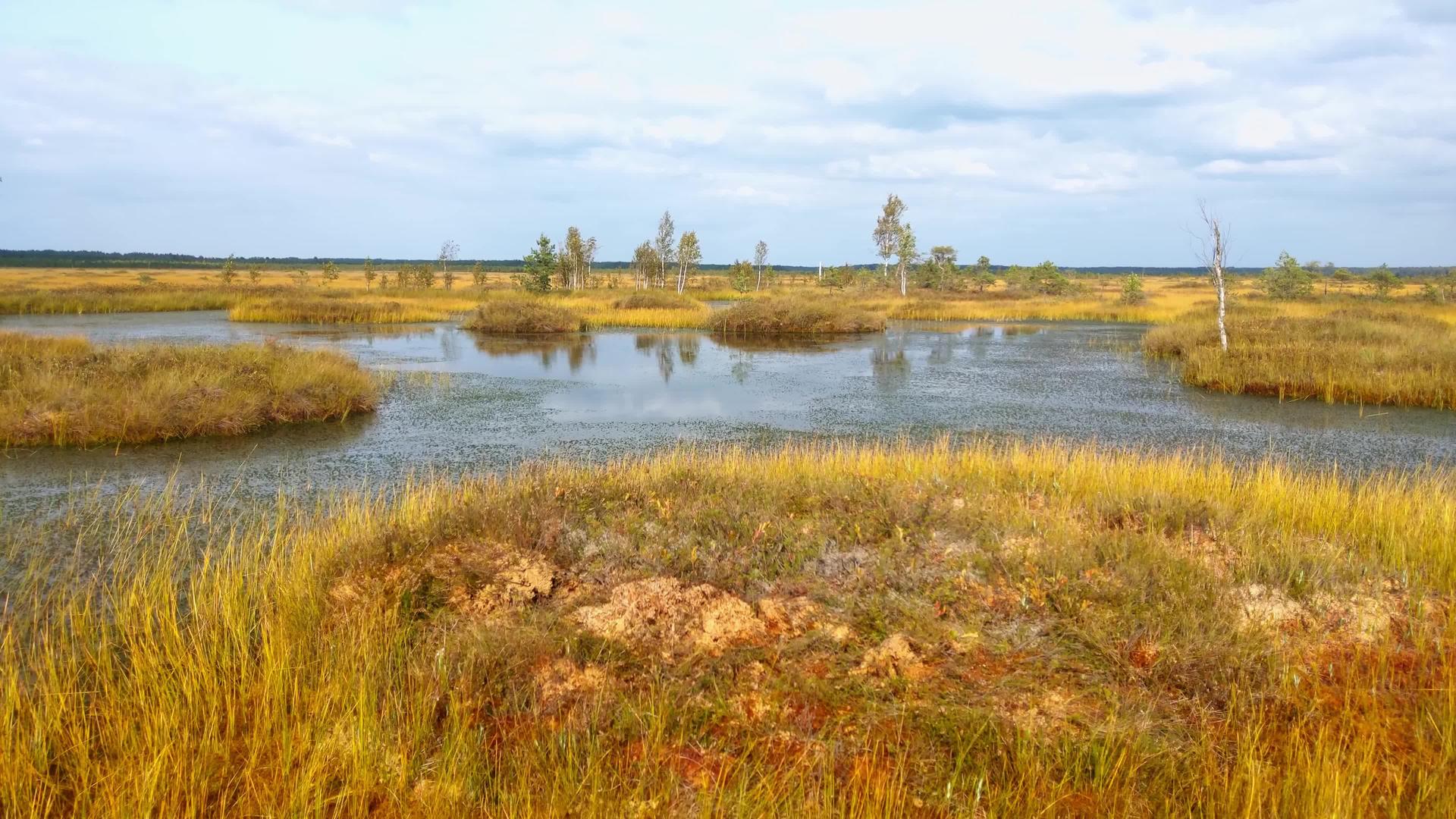 秋天阴云下的沼泽地景象视频的预览图