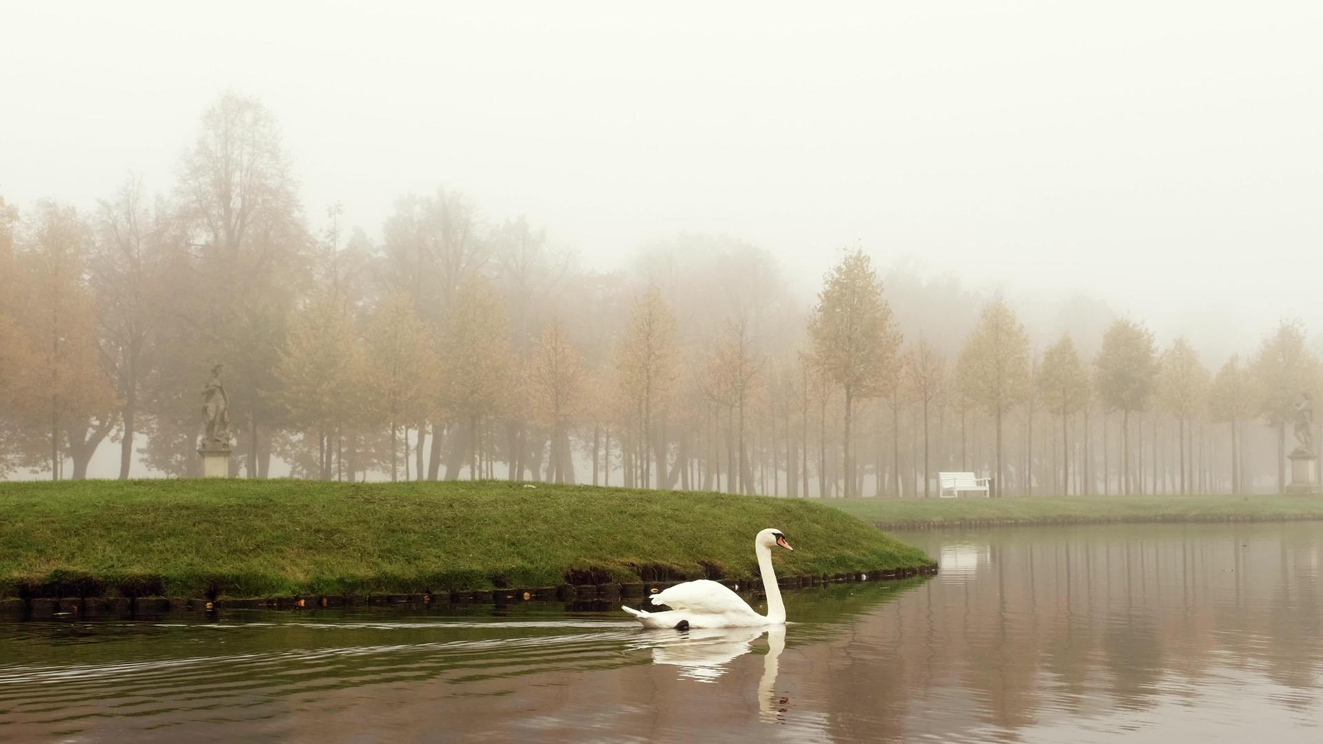 秋雾早晨鹅天鹅和鸭子在什么森林城堡公园的湖面上游泳视频的预览图
