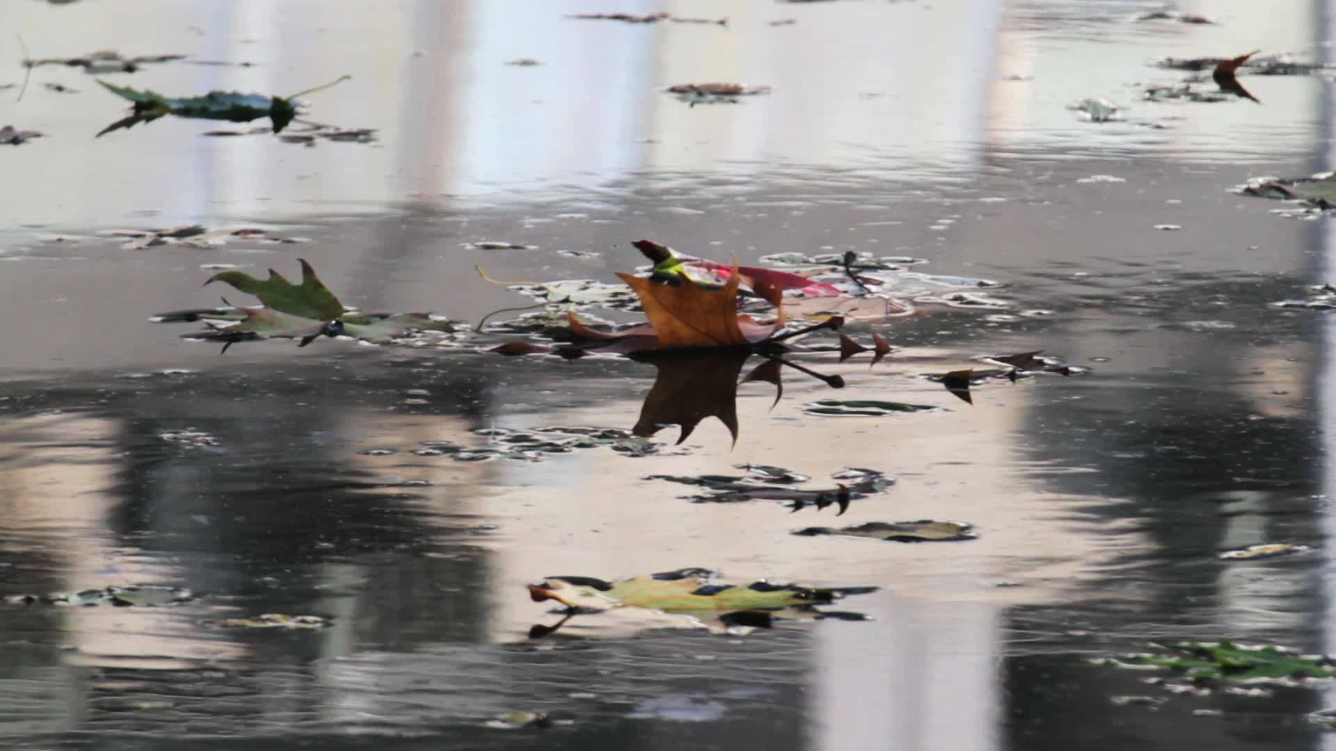 水中的秋叶视频的预览图