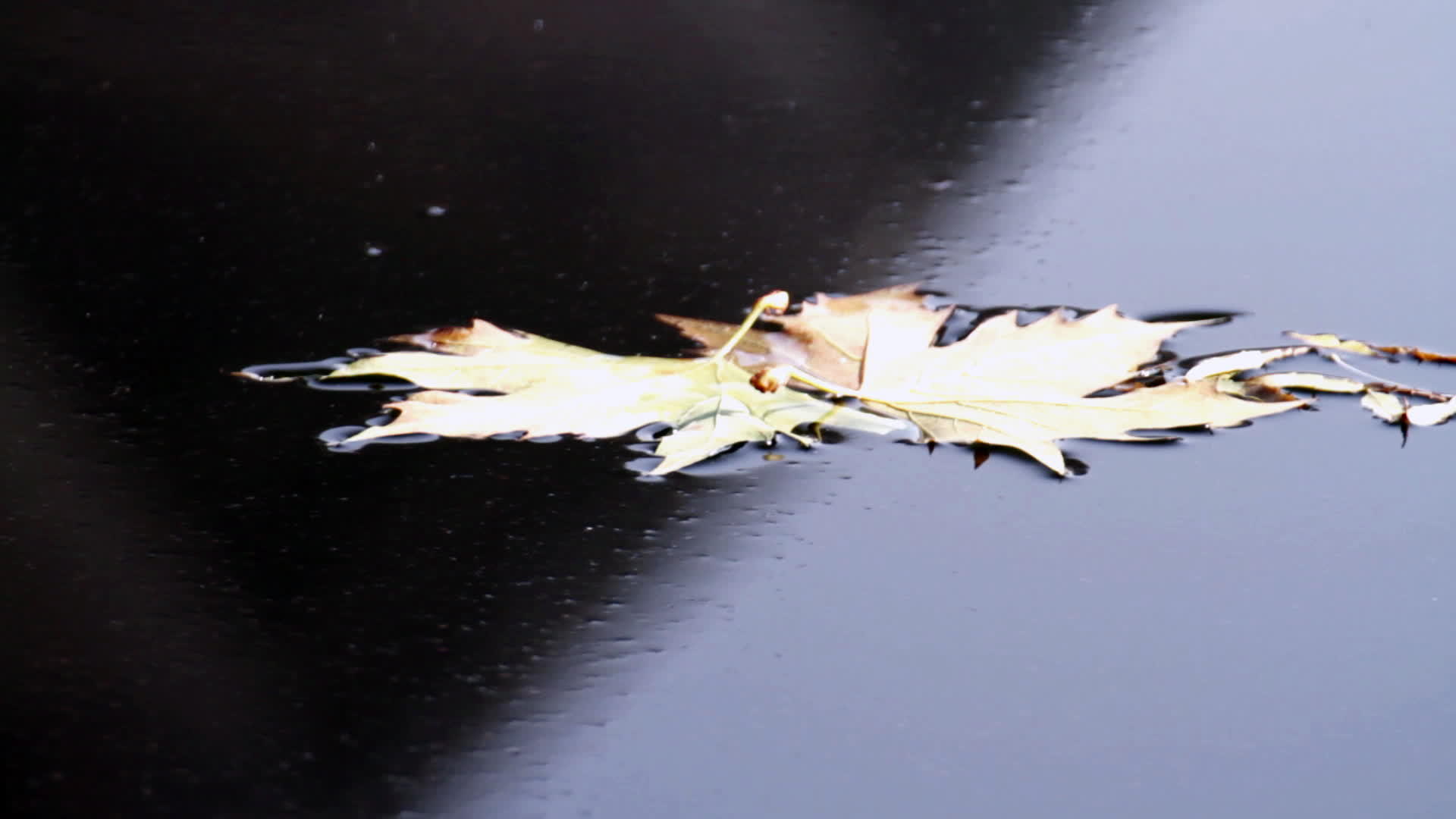水中的秋叶视频的预览图