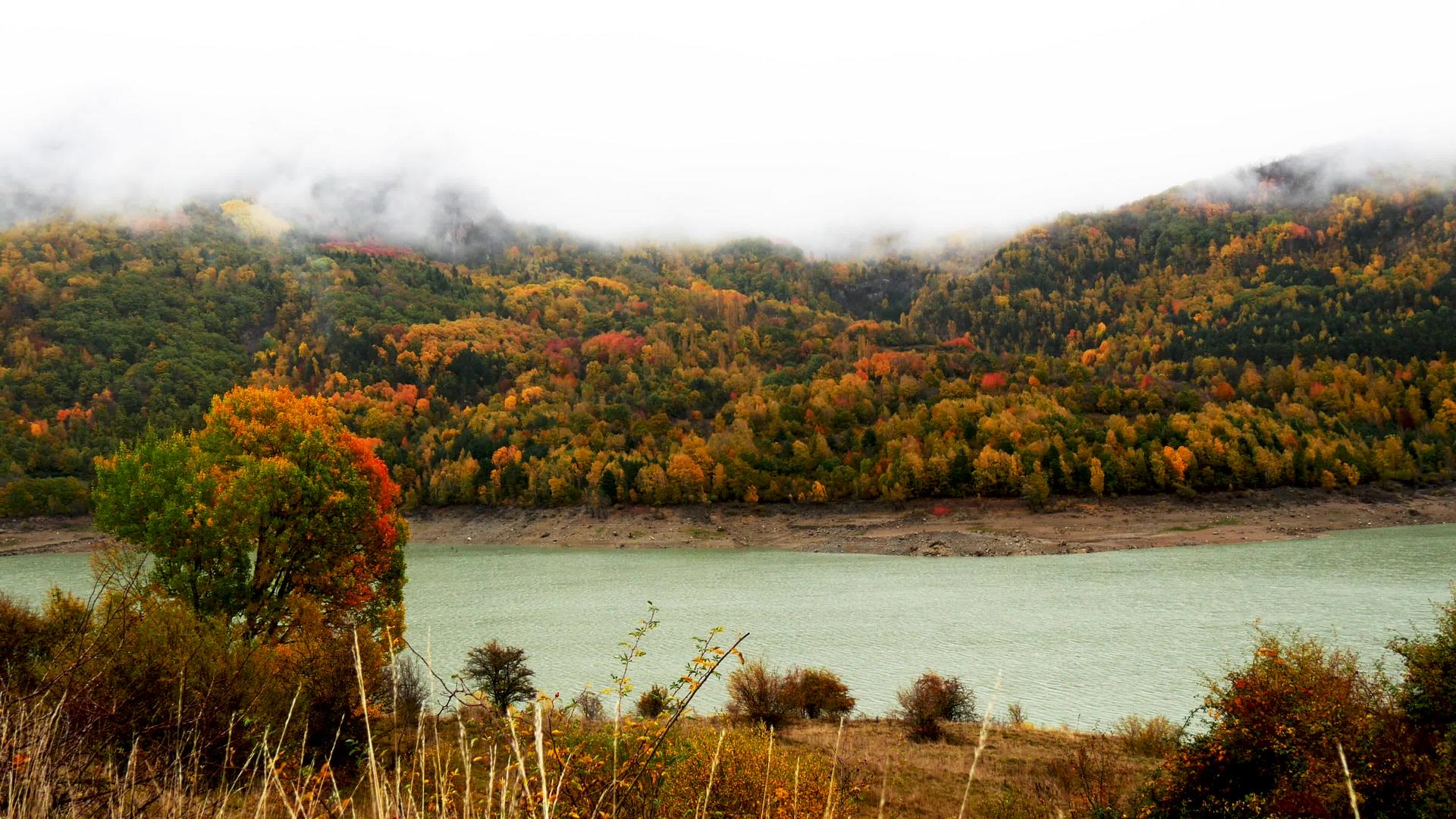 秋天多彩的湖花和树叶在恶劣的天气里视频的预览图