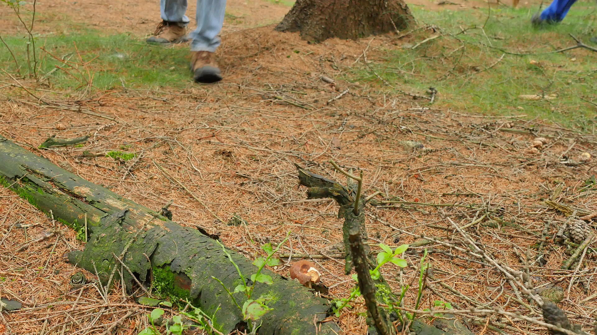 用药、拐杖和蘑菇狩猎的人穿着蓝色牛仔裤、绿色风衣和柳条篮视频的预览图
