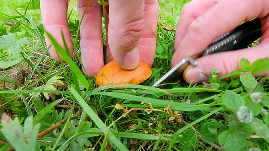 男子用手切开清理生长在草地上的蘑菇落叶松牛肝菌Suillus视频的预览图